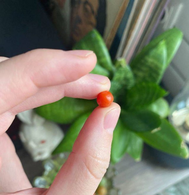 These People Did Their Best In Gardening (30 pics)
