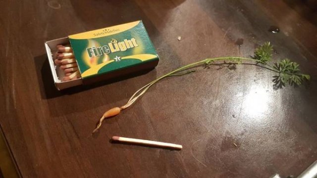 These People Did Their Best In Gardening (30 pics)