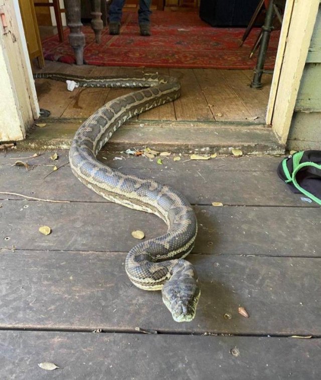 This Could Happen Only In Australia (6 pics)