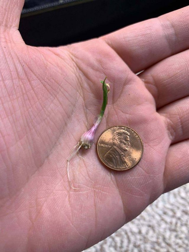 These People Did Their Best In Gardening (30 pics)