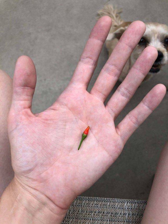 These People Did Their Best In Gardening (30 pics)