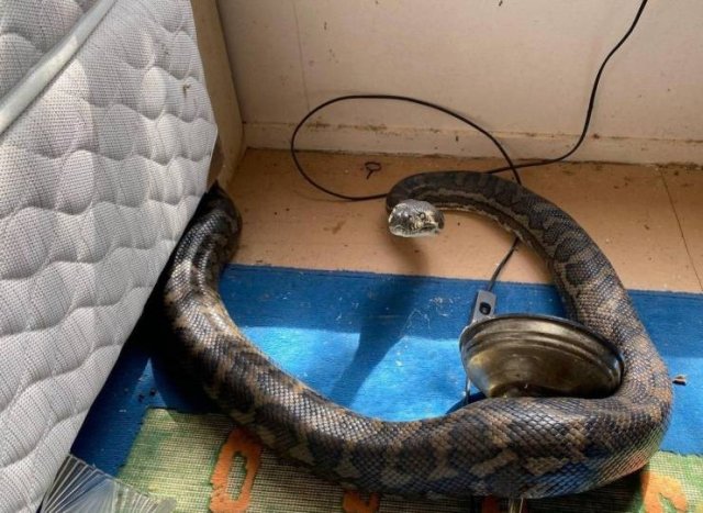 This Could Happen Only In Australia (6 pics)
