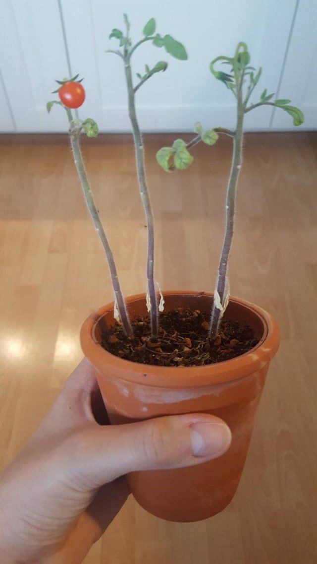 These People Did Their Best In Gardening (30 pics)