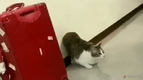 Acid Gifdump, September 4 (25 gifs)
