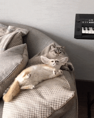 Acid Gifdump, September 4 (25 gifs)