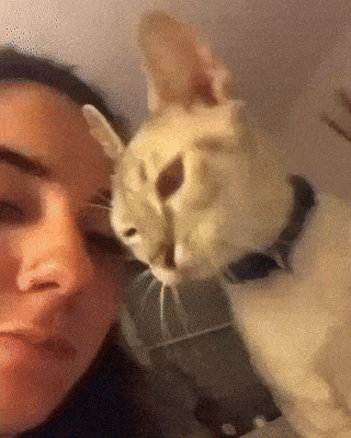 Acid Gifdump, September 4 (25 gifs)