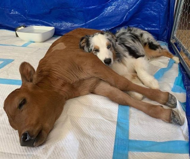 No Words Needed For These Pictures (49 pics)