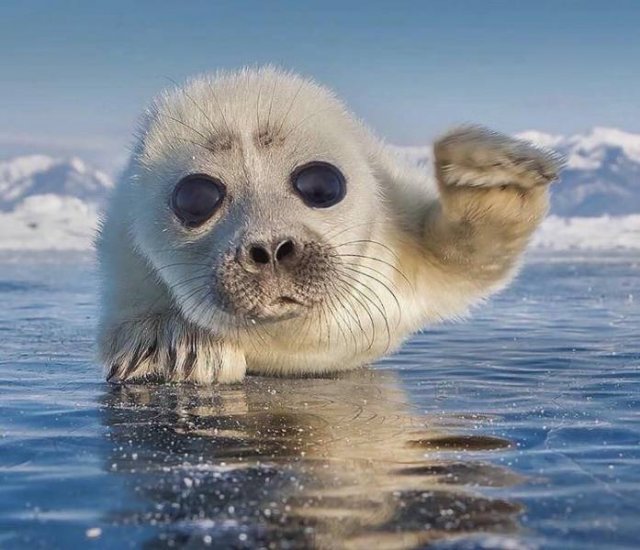 No Words Needed For These Pictures (49 pics)