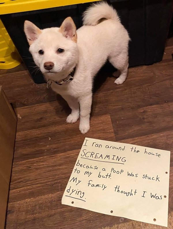 Pet Shaming (33 pics)