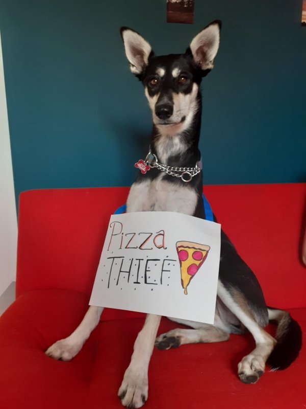 Pet Shaming (33 pics)