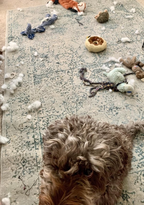 Pet Shaming (33 pics)