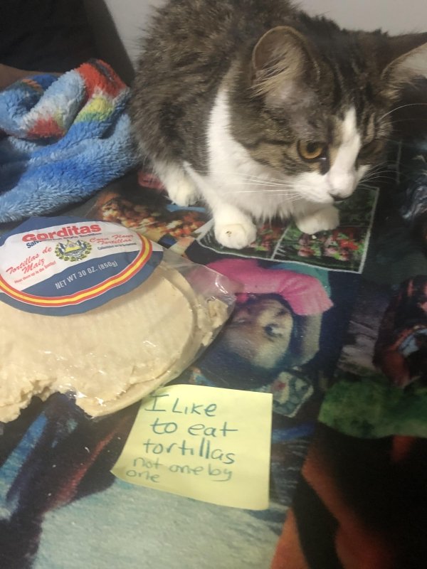 Pet Shaming (33 pics)