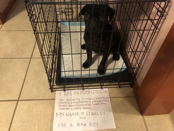 Pet Shaming (33 pics)