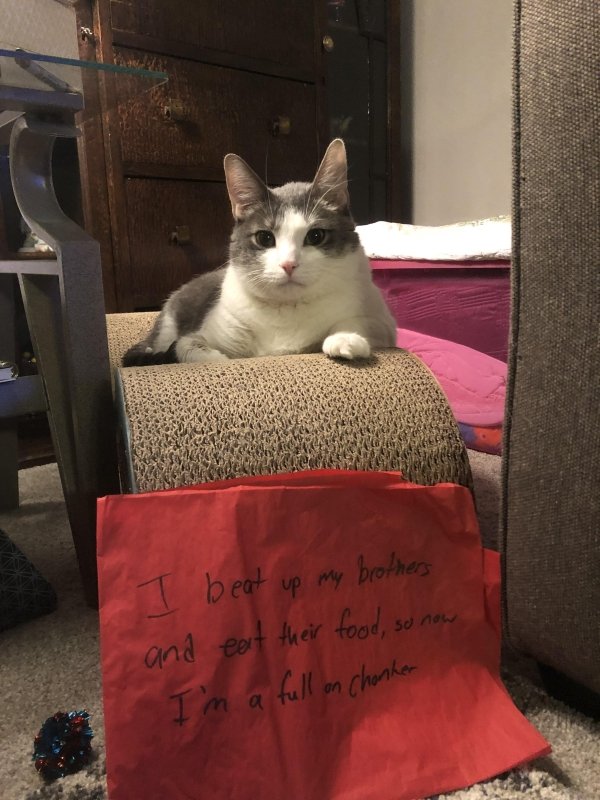Pet Shaming (33 pics)