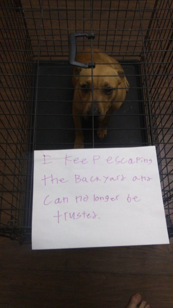 Pet Shaming (33 pics)