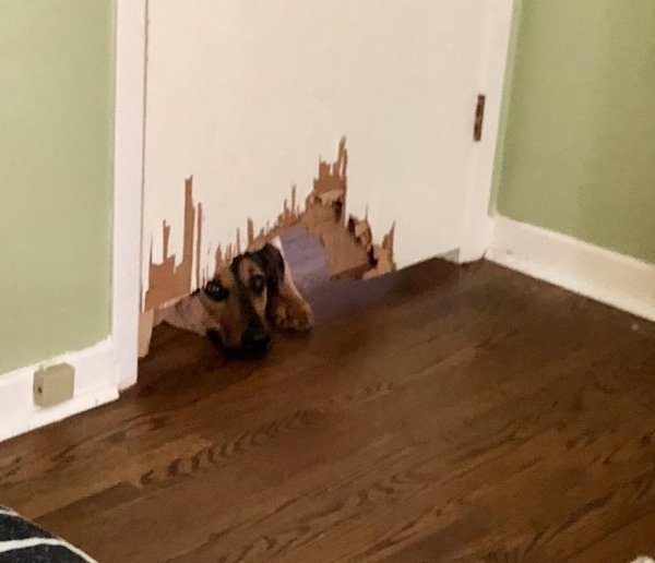 Pet Shaming (33 pics)