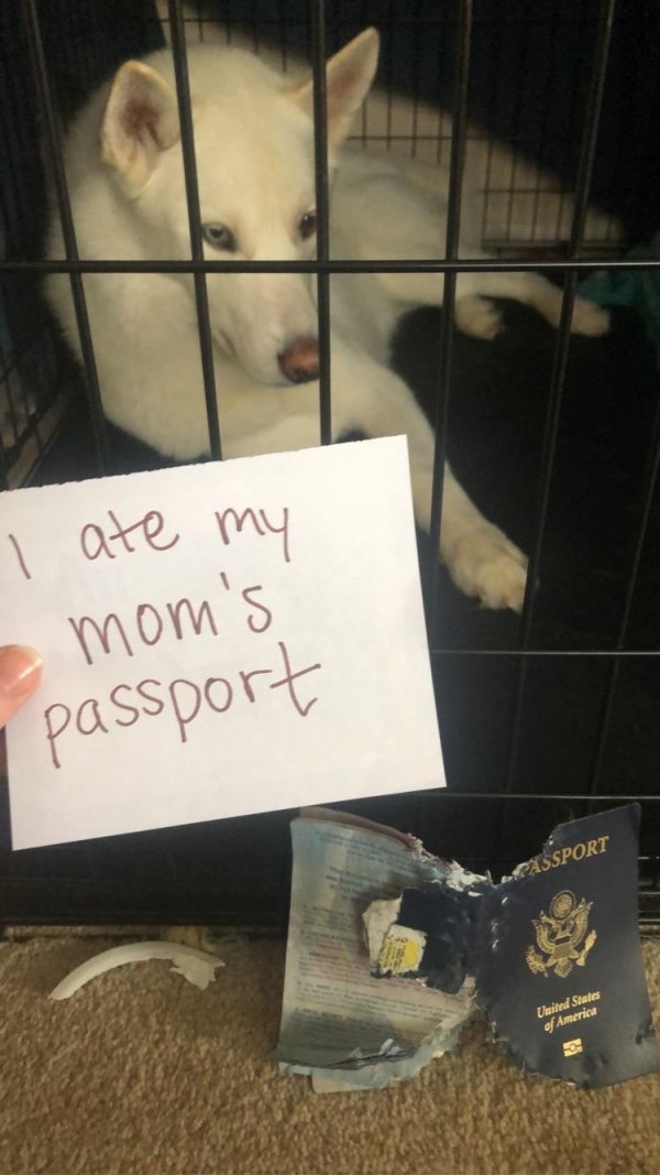 Pet Shaming (33 pics)