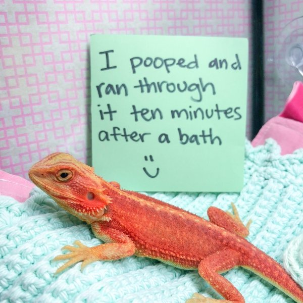 Pet Shaming (33 pics)