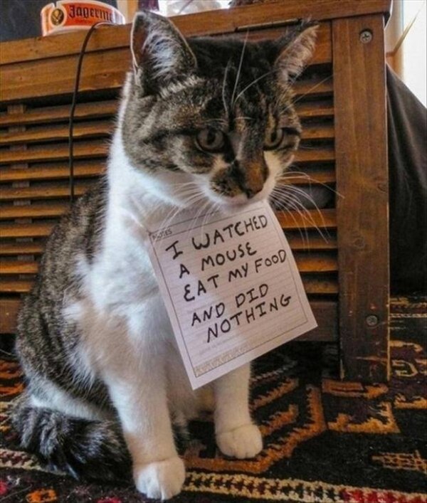 Pet Shaming (33 pics)