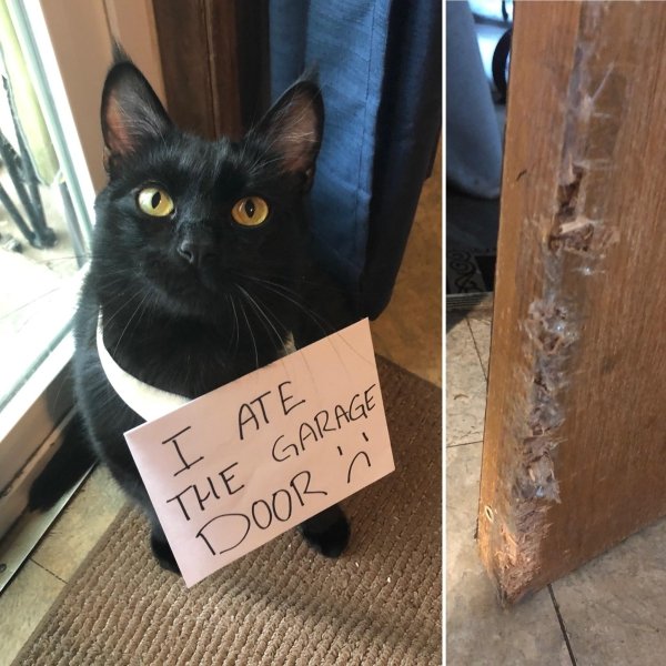 Pet Shaming (33 pics)