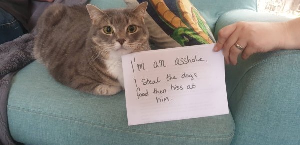 Pet Shaming (33 pics)