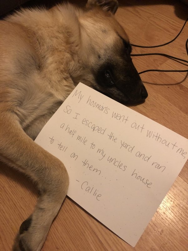 Pet Shaming (33 pics)