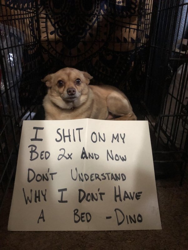 Pet Shaming (33 pics)