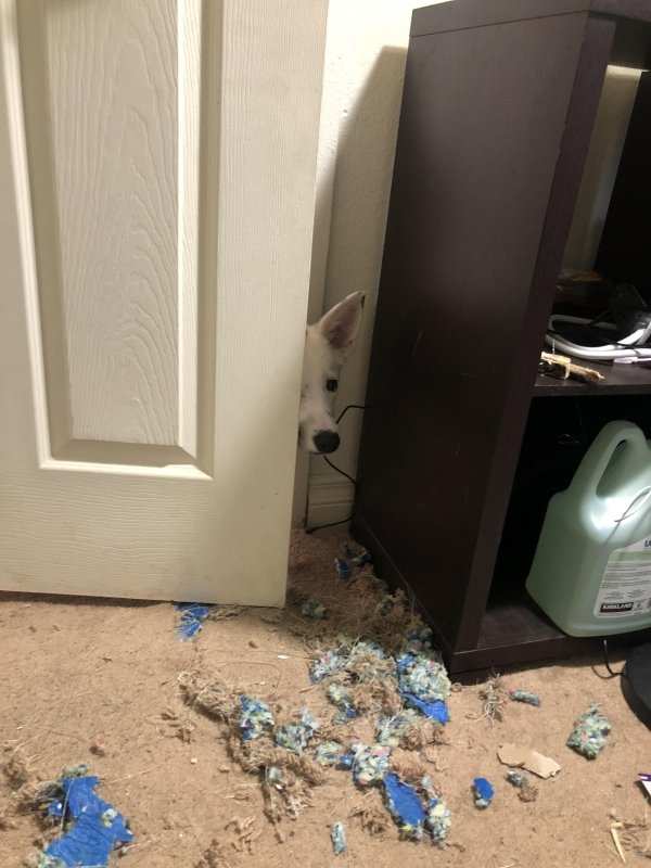 Pet Shaming (33 pics)