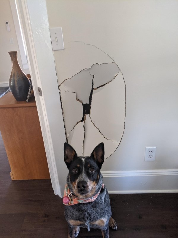 Pet Shaming (33 pics)