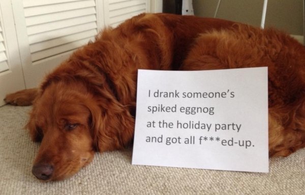 Pet Shaming (33 pics)