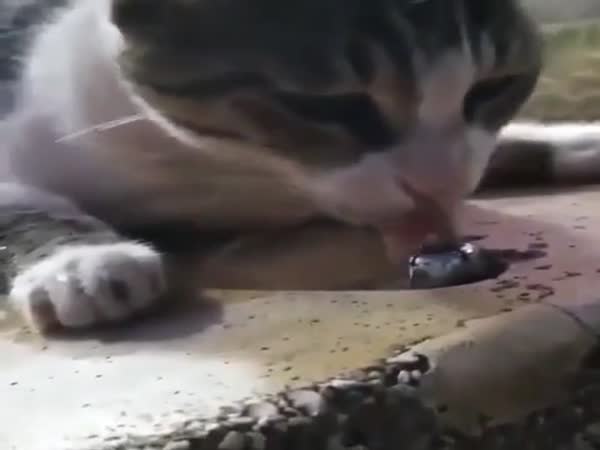 Human, I Need Your Help