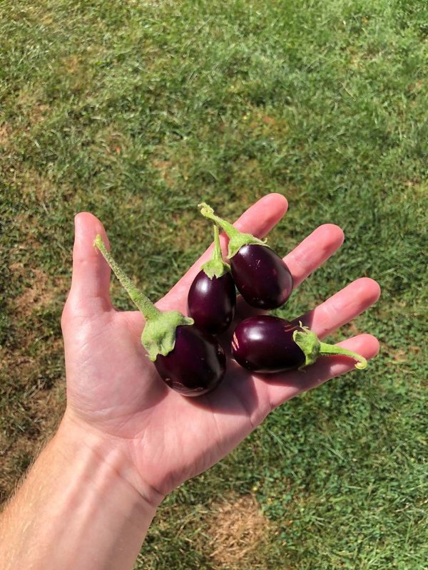 People Show Off Their Tiny Harvests (29 pics)