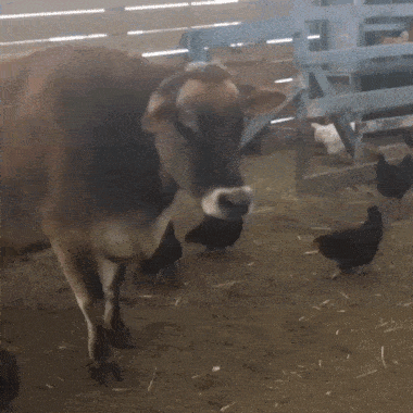 Acid Gifdump, September 9 (25 gifs)