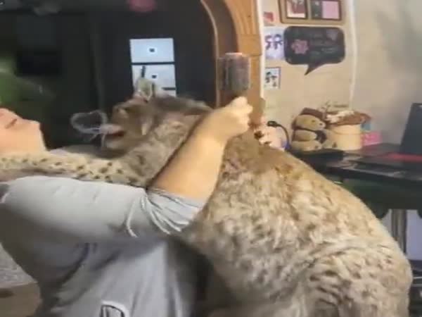 Big Kitty Wants Some Love