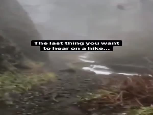 The Chills