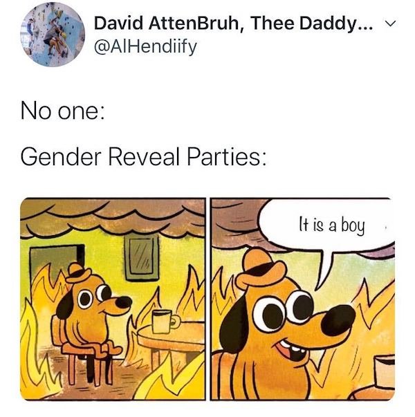 Gender Reveal Memes (34 pics)