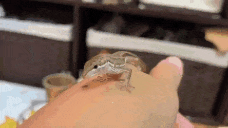 Acid Gifdump, September 11 (25 gifs)