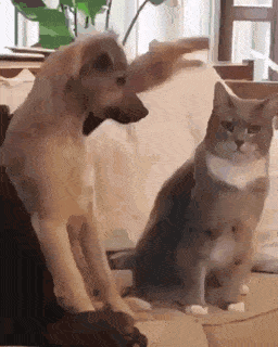 Acid Gifdump, September 11 (25 gifs)