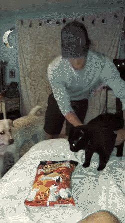 Acid Gifdump, September 11 (25 gifs)