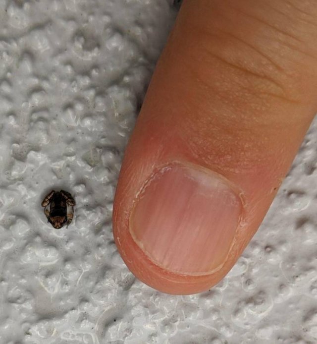 Awesome Things (38 pics)