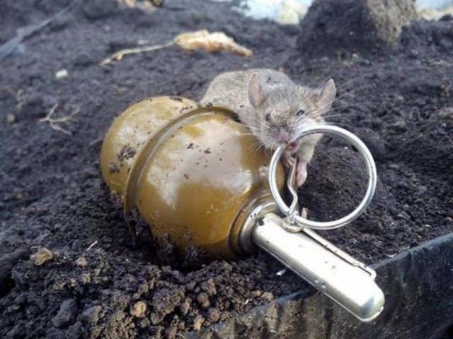 Acid Picdump. Part 1 (96 pics)