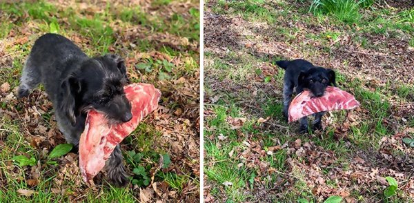 Pets Stealing Food (19 pics)