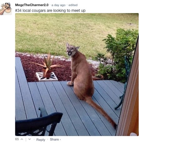 Sarcastic Comments (72 pics)
