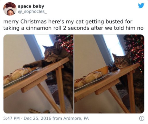 Pets Stealing Food (19 pics)