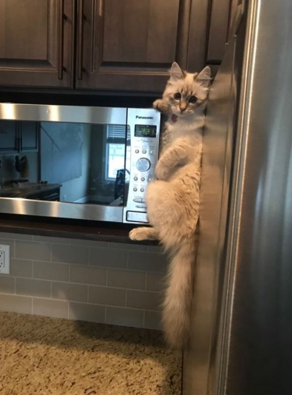 Pets Stealing Food (19 pics)