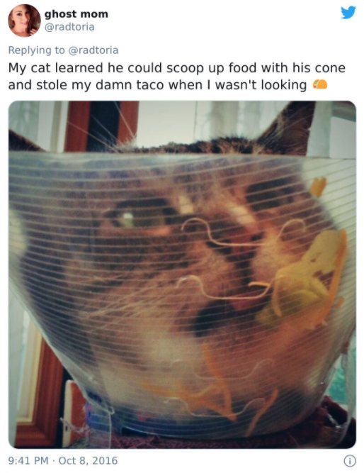 Pets Stealing Food (19 pics)