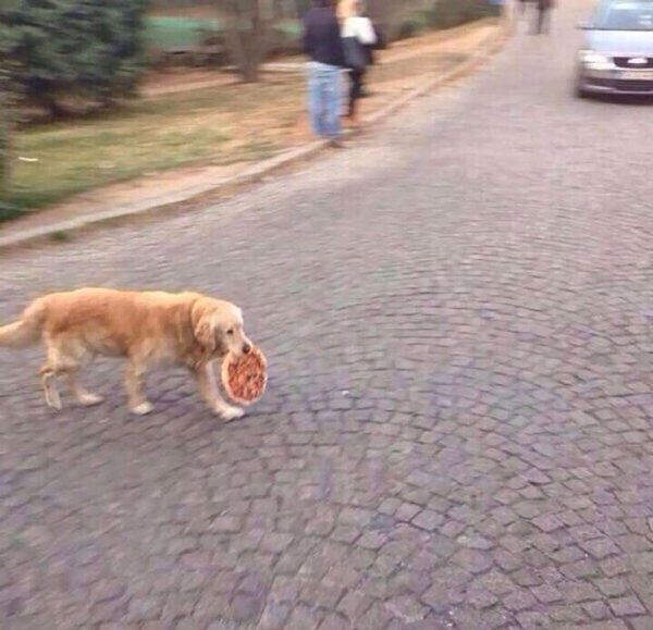 Pets Stealing Food (19 pics)