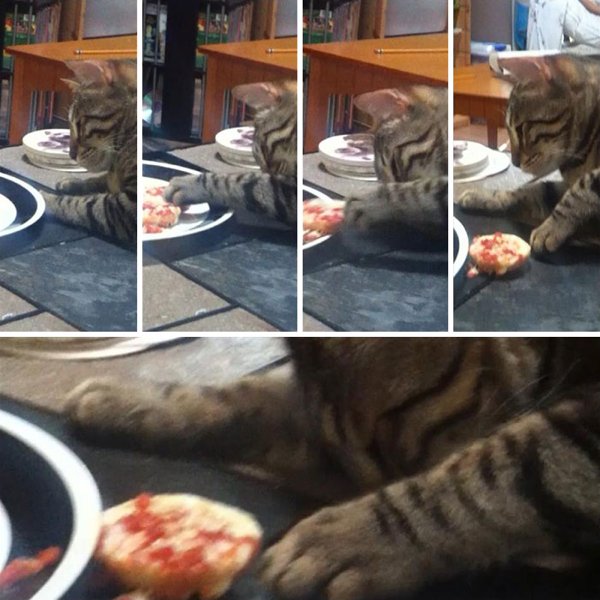 Pets Stealing Food (19 pics)