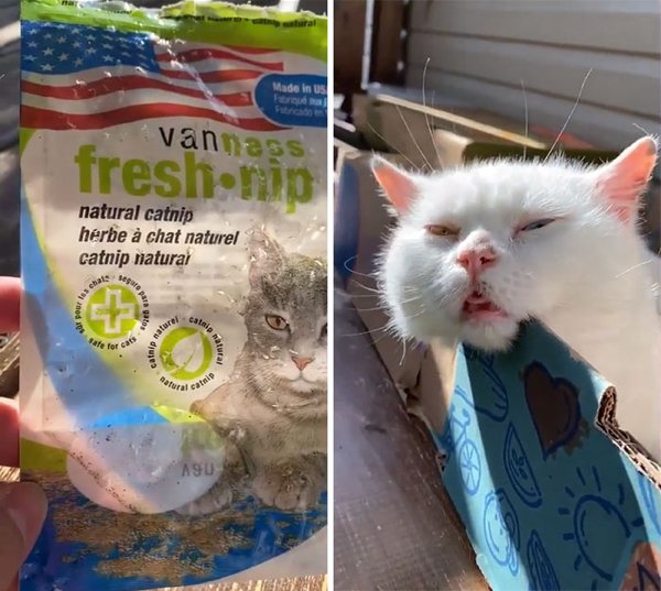 Pets Stealing Food (19 pics)