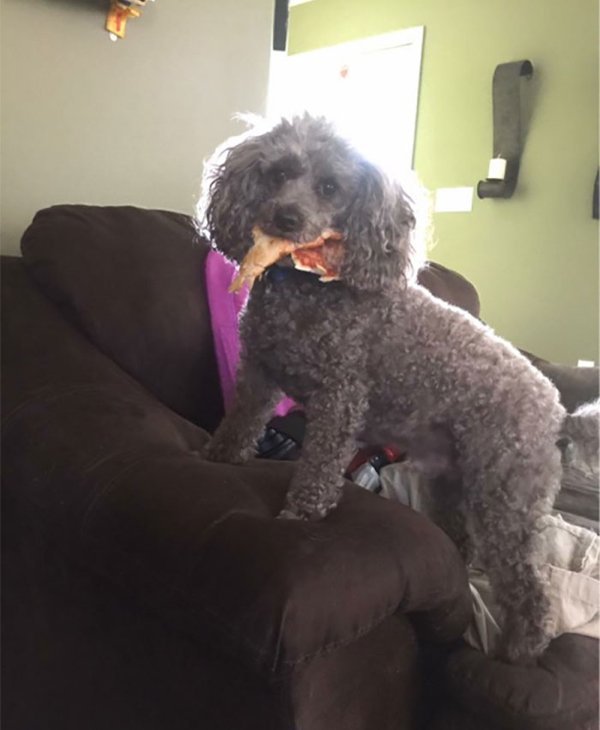 Pets Stealing Food (19 pics)